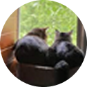 Alt Image